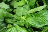 Depozitarea plantelor medicinale