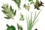 Uscarea plantelor medicinale