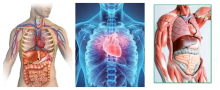 Medicina Neconventionala Alternativa Suceava Biorezonanta Medicina Alternativa Suceava - BioPlantPharma